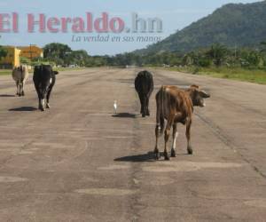 Camiones, motocicletas, carros particulares, ovejas, caballos, vacas y garzas son los que más usan el aeropuerto.