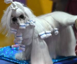 Nueva York se ha visto invadidad de belleza, pelos, ladridos y mucha ternunura con el certamen canino Westminster Dog Show. Así como este Bichón maltés, los perros y sus dueños se prepararon para ganar el famoso concurso. Foto: AFP