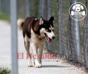 En nuestras plataformas digitales contaremos historias de perritos que han sido rescatados de la muerte. Foto: Emilio Flores/EL HERALDO