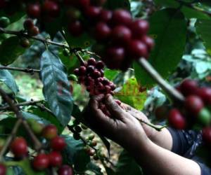 Los productores de café viven en pobreza, pero generan más de 1,300 millones de dólares en divisas a la economía.