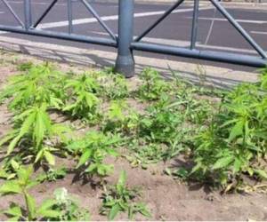 Hallan 700 plantas de marihuana junto a estación de metro.