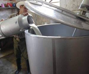 La producción de leche se redujo de 913 a 900 millones de litros en el período 2016-2017. Pese a que las condiciones climatológicas fueron favorables en 2017, la crisis poselectoral afectó la distribución del producto.