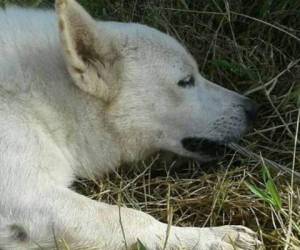 El perro sacrificó su vida para salvar a su amigo. (Foto: Publimetro)