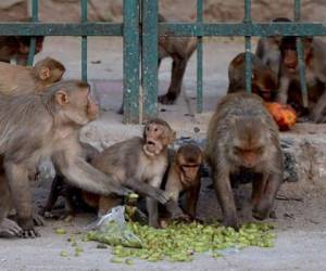 Los monos atacaron al ayudante de laboratorio y se llevaron la caja de muestras con tres muestras. Foto AFP|ilustrativa