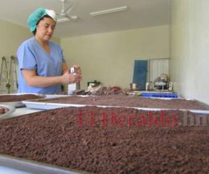 Ante la crisis cafetalera, productores cultivan cacao en El Paraíso.