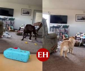 Los perros caminaban por toda la casa durante el terremoto.