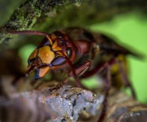 Este insecto se caracteriza por su potente veneno y a su aguijón que puede perforar los trajes protectores. Foto: Canva.