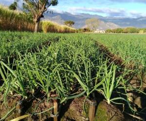 Las áreas cultivadas ya tienen frondosos tallos de cebolla roja y amarilla de buena calidad. La primera cosecha inicia a finales de febrero y se mandará al mercado nacional.