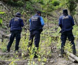 Esta es la segunda plantación de arbustos de coca localizada en lo que va del año 2021.