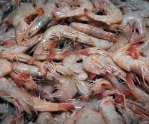 Los camaroneros hondureños piden precios similares o mejores a los que pagan Taiwán, o sea más de 1.50 dólares por libra.