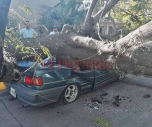 Un árbol aplastó un vehículo que estaba estacionado en la colonia Tepeyac de la capital. Fotos Juan Salgado| Estalin Irías| EL HERALDO