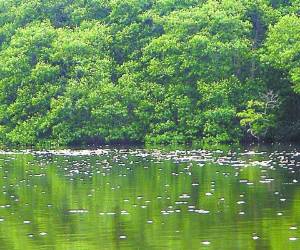 El informe establece que según datos proporcionados por personas que residen en las cercanías de la Laguna de Los Micos, en Tela, Atlántida, los niveles de agua disminuyeron de seis metros a menos de dos metros de profundidad. (Foto: El Heraldo Honduras/ Noticias de Honduras)