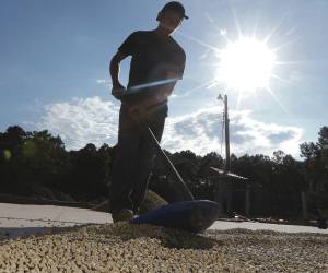 El grano aromático logrará en esta presente cosecha una histórica cifra en la generación de divisas para Honduras.