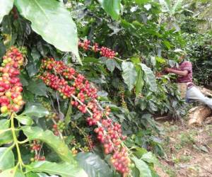 El café de Ocotepeque tiene gran demanda en el mercado internacional por la calidad del grano aromático.
