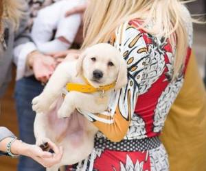 El can pertenece a Mirko, hijo de Alejandro Wiebe - un reconocido conductor de televisión en Argentina-, y su popularidad está creciendo como espuma. (Foto: Instagram)