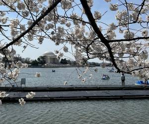 Paseos en barca, sesiones de fotos, excursiones escolares y una oleada de turistas vuelven a abarrotar Washington para celebrar la floración de los cerezos, el acontecimiento más emblemático de la ciudad que ha llegado antes de lo estimado en el año del 250 aniversario de la independencia estadounidense, para el cual la ciudad se ha engalanado.