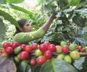 Las expectativas de las organizaciones productoras de café es que el quintal no se desplome por debajo de los 100 dólares.
