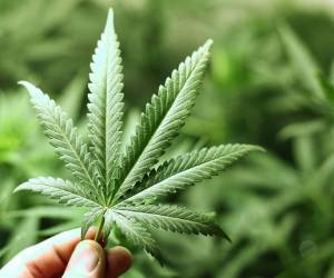 El proyecto es apoyado por 20 municipios chilenos.