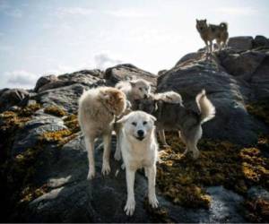 Así son los perros de trineo en Kulusuk, Groenlandia. Foto AFP.