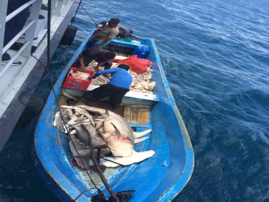 Las autoridades militares decomisaron ayer el enorme cargamento de los tiburones cazados en el mar Caribe hondureño.