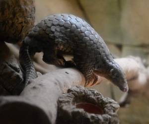 Esta imagen muestra un pangolín de Formosa en el zoológico de Taipei. China ha eliminado las partes de pangolín de su lista oficial de medicinas tradicionales, informaron medios estatales. Foto: Agencia AFP.