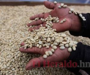 Los bajos precios del café significarán $285 millones menos. Foto: EL HERALDO.