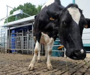 En total son 120 vacas lecheras las que forman parte del experimento. Foto: AFP