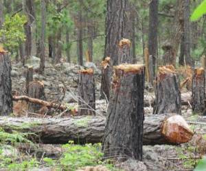 La madera y leña decomisada por las autoridades es retenida en las instalaciones del ICF y luego donada.