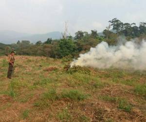 Personal de la PMOP y Fusina incineraron alrededor de 4 mil plantas que serían utilizadas para elaborar cocaína. Foto Cortesía Fusina
