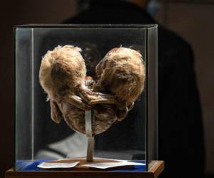 Fetos deformes, cerebros disecados y bustos momificados, son algunas de las cosas que pueden observarse en el Museo del Ser Humano de Bogotá.