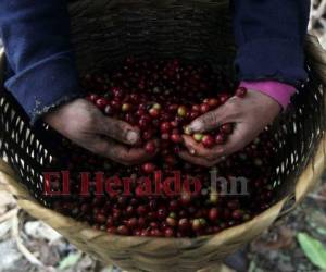 Este órgano garantizará el ingreso, movilización y permanencia de los obreros que laboran en la cosecha del grano. Foto: Archivo/ EL HERALDO.