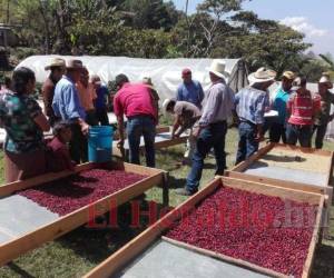 El sector agrícola sigue sin recuperarse de la pandemia y las tormentas Eta y Iota, registrando una caída de del 2.4% a septiembre. Foto: El Heraldo