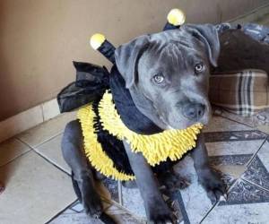 La muerte de “Chris”, un perro de raza pitbull, ha generado indignación y debate en redes sociales luego de que su propietaria denunciara un supuesto acto de crueldad ocurrido en la colonia Wawas, en La Esperanza, Intibucá. Aquí los detalles.