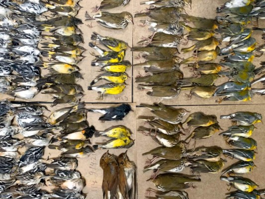 Esta foto proporcionada por Melissa Breyer muestra gran cantidad de aves muertas que fueron recolectadas en las inmediaciones del World Trade Center de Nueva York. Foto: Agencia AP.