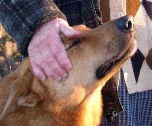 Las autoridades dijeron que recuperaron como medio kilo (una libra) de la droga. Se desconoce cómo y cuándo el can obtuvo la bolsa, foto de referencia.