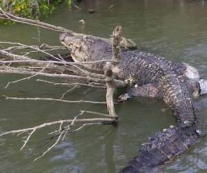 Hace unas días se dio a conocer que el cocodrilo recibió un disparo.