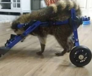 La silla de ruedas para animales se ajusta a medida que Vittles vaya creciendo. Foto: AP.