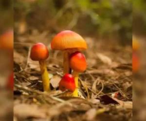 La niña consumió hongos venenosos y falleció horas después, según se informó.