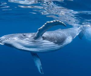 Islandia, Noruega y Japón son los únicos países que permiten la caza de ballenas.