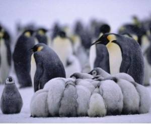 Los pingüinos rey, una de las cinco especies del zoológico de la provincia occidental de Alberta, están ciertamente acostumbrados al frío. Foto: Agencia AFP