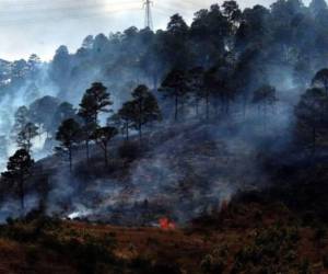 El estudio agrega que ocho de cada diez incendios en Honduras son causados por mano criminal.