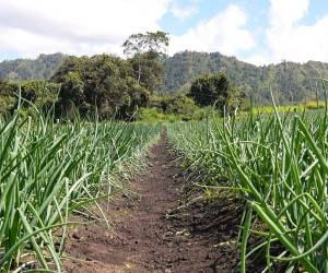 Los productores estiman una producción de alrededor de 700,000 sacos de cebolla para esta temporada.