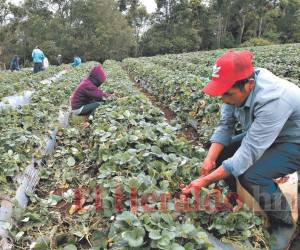 El severo aumento a los fertilizantes disminuirá la producción agrícola y, en consecuencia, subirán los precios de los alimentos.