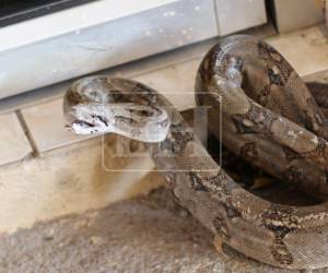 “Es una boa; no es venenosa, pero siempre se recomienda no acercarse porque puede reaccionar por instinto”, advirtió Madrid.