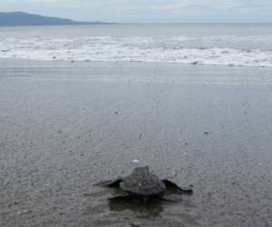 La veda para atrapar huevos de tortuga finalizó en las playas del sur hace tres semanas.