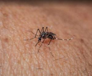 Según la OPS, en enero y febrero, el continente americano reportó un aumento del 139% de casos de dengue con respecto a igual periodo de 2019.