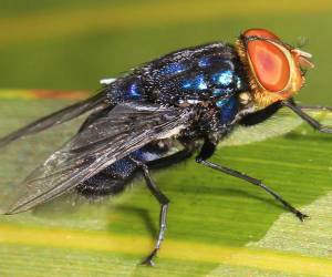 La mosca del gusano barrenador, Cochliomyia hominivorax, deja sus huevecillos en heridas abiertas, y al eclosionar las larvas se alimentan del tejido vivo.