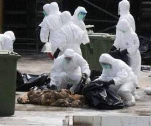 El virus de la gripe aviar está presente en varios países europeos, entre ellos Francia, donde millones de animales fueron sacrificados para frenar su progresión. AFP.