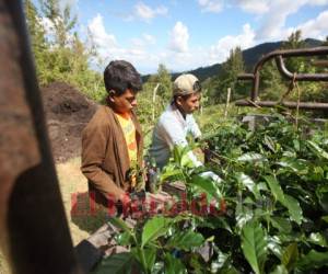 Si no se toman las medidas de bioseguridad en las fincas de café, los contagios se van a elevar drásticamente, alerta la Región de Salud.