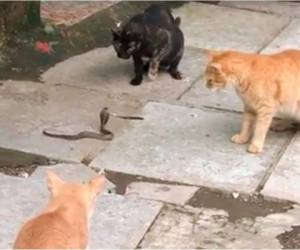Los gatos rodearon a la serpiente mientras esta intentaba defenderse de cualquier ataque. Foto: @neilnitinmukesh